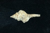 藏品(土豚拳螺)的圖片